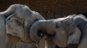 Zimbabue sacrificará a decenas de elefantes.