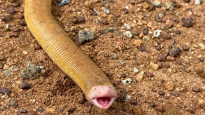Lagarto gusano rojo: el reptil excavador que no es serpiente