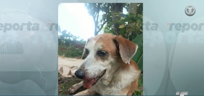 Denuncian incumplimiento de leyes de protección animal&nbsp;