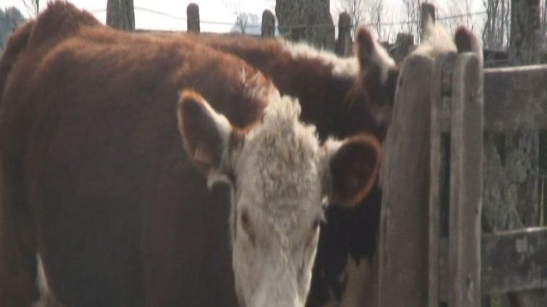 Argentina celebra reapertura de exportación de carne a EEUU