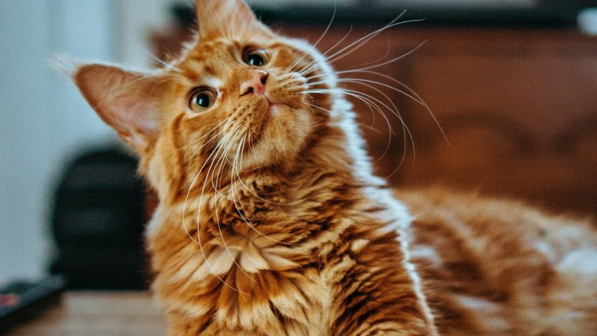 Conoce el nombre de los bigotes de los gatos.