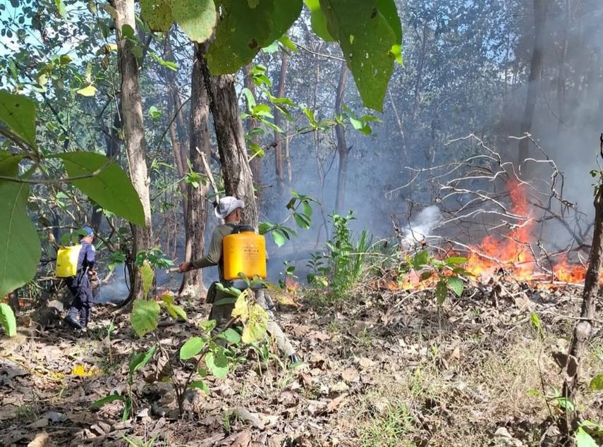 Controlan incendio forestal en el Parque Nacional Soberanía