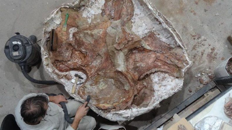 Patagotitan mayorum, el coloso argentino de los dinosaurios ya tiene nombre