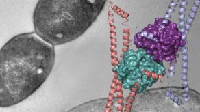 Japón empieza a realizar test clínicos con proteínas para regenerar la médula