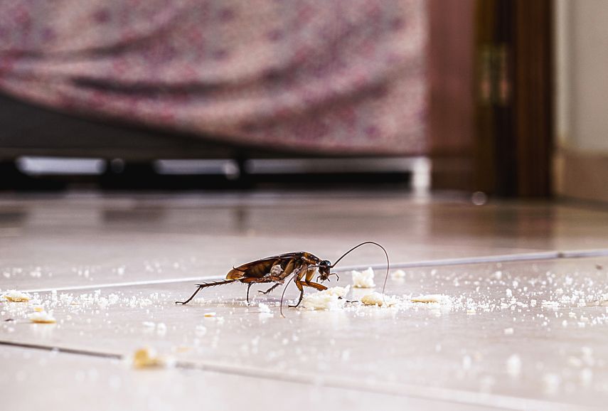 El remedio casero para eliminar las cucarachas de una vez por todas El remedio casero para eliminar las cucarachas de una vez por todas