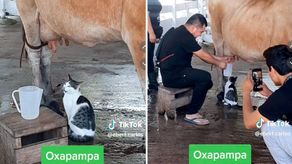 Gatito hace control de calidad de leche al ver a mujer ordeñar una vaca