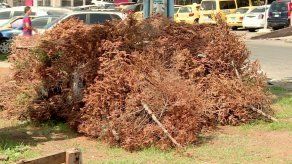 Arbolitos de Navidad: este sábado 7 y domingo 8 de enero serán recibidos en la sede de Etesa en la ciudad.