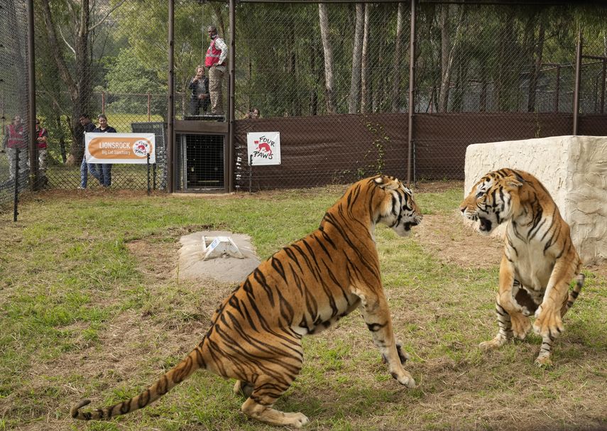 Los tigres