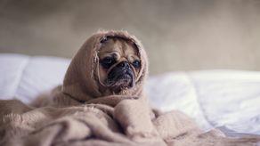 Pirotecnia: Cómo afecta a tus mascotas y a los animales silvestres