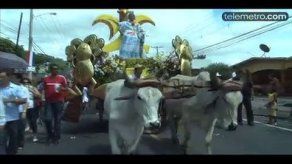 Video: Bueyes se retacan y bajan a reina de carreta