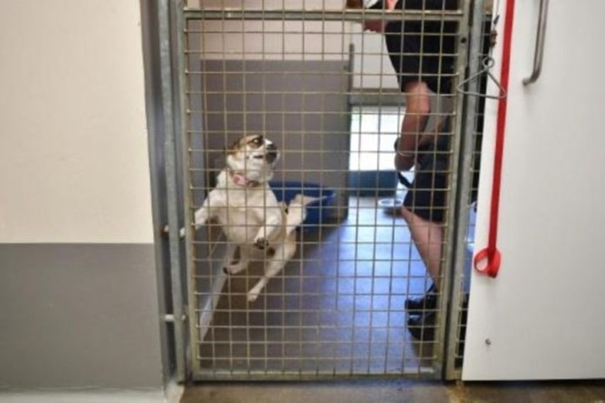 Más mascotas abandonadas en el Reino Unido por la carestía de la vida