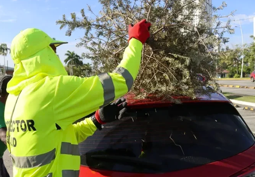 Operativo de recolección de arbolitos navideños naturales.