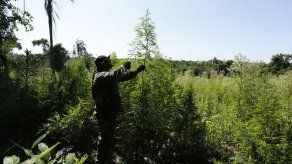 Tribus pueden decidir legalizar marihuana en EEUU