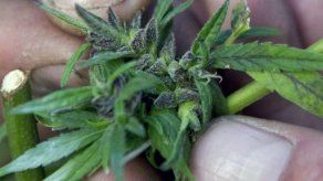 El cannabis no alivia el dolor pero lo hace más tolerable