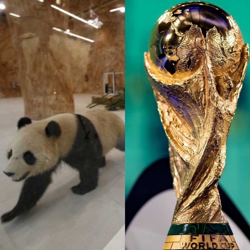 Curiosidades de Qatar 2022: los pandas que pronostican resultados