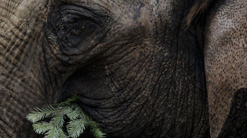 Elefantes de zoológico alemán se comen árboles navideños