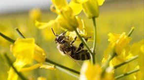 Destacan el peligro que constituye para la agricultura la reducción de abejas