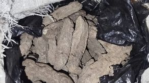 Aduanas retiene caja con pepinos de mar disecados en empresa de encomiendas.