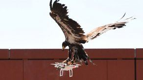 La policía holandesa despide a águilas antidrones