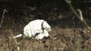 Ayuda del MIDA por sequía está enfocada en productores de subsistencia Ayuda del MIDA por sequía está enfocada en productores de subsistencia