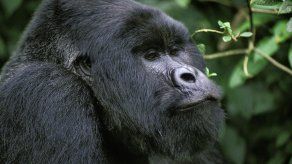 Hasta ahora, se pensaba que los golpes de los gorilas se asociaban a la competencia entre machos y al proceso de elección de grupo por parte de las hembras