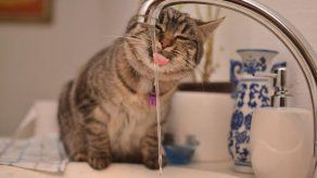 ¿Por qué mi gato no bebe mucha agua?