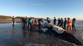 Rescatan a dos ballenas varadas en la costa argentina