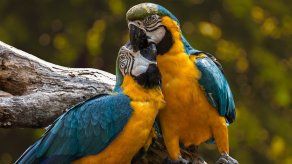 Animales exóticos: ¿Cuál es el protocolo para adquirir estas mascotas?