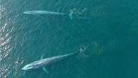 Ballenas azules. Ballenas azules.