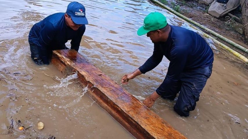 MiAmbiente decomisa 125 piezas de cedro amargo