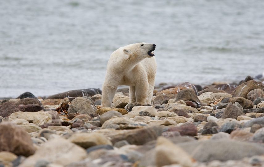 os osos polares dependen del hielo marino ártico
