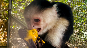 MiAmbiente MiAmbiente