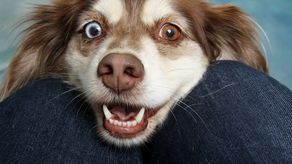 ¿Es malo humanizar a mi perro? Conoce las consecuencias de tratar a tu perro como un niño