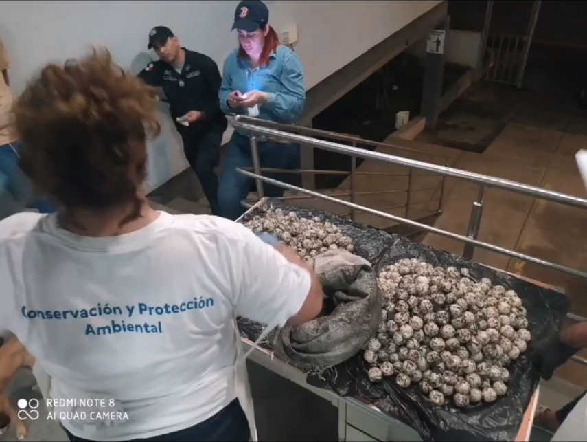 Imputan a una persona por tráfico de huevos de tortuga.