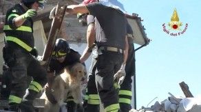 El perro Romeo, un milagro entre los escombros