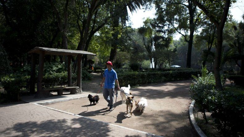 Ciudad de México investiga envenenamiento de perros
