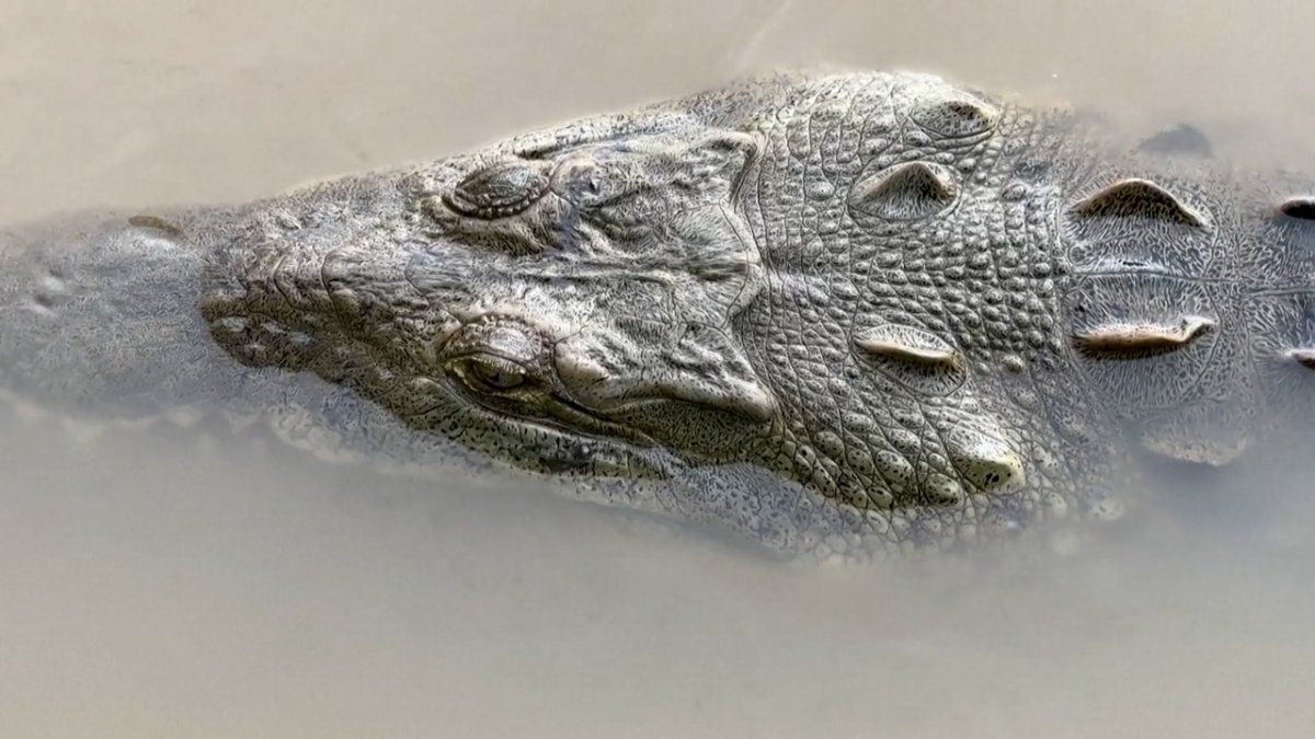 El cocodrilo resiste en el río más contaminado de Costa Rica