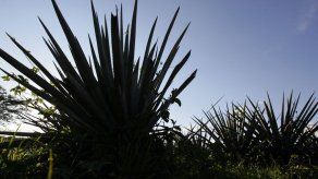 Científicos mexicanos descubren 4 nuevas especies de agave y ya suman 159