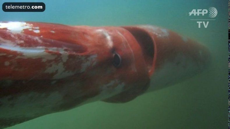 Calamar gigante causa sensación en un puerto de Japón