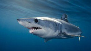 La CITES confirma la protección de las jirafas y los tiburones mako