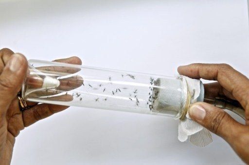 Incidencia del virus del dengue en Paraguay disminuye por frío invernal