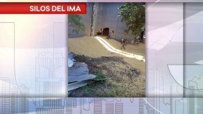 Maiceros de Los Santos denuncian dificultades en cosecha y pérdidas en ventas
