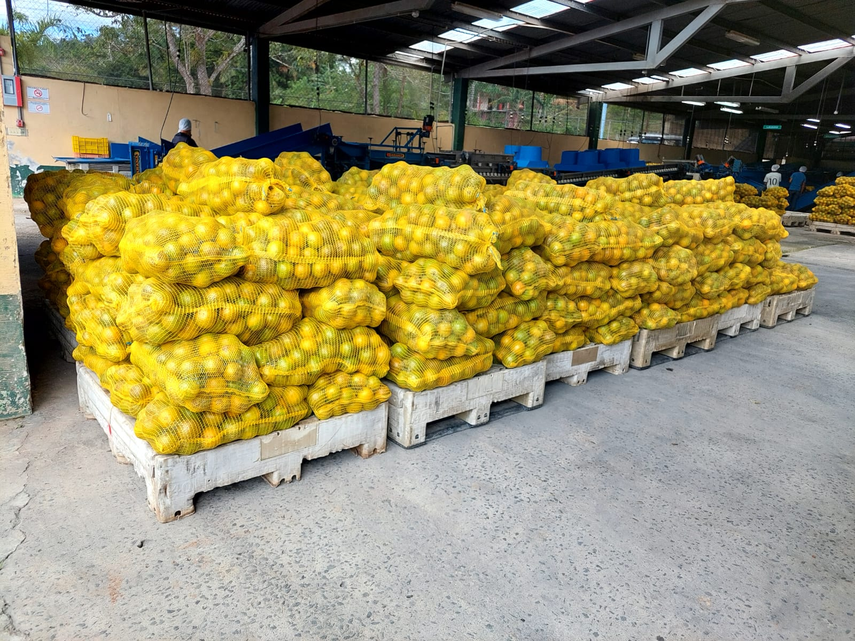 Cosecha de naranjas de Valencia Roja Cosecha de naranjas de Valencia Roja