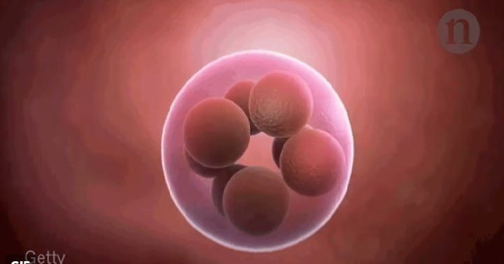 Investigadores corrigen genes defectuosos en embriones humanos por primera vez