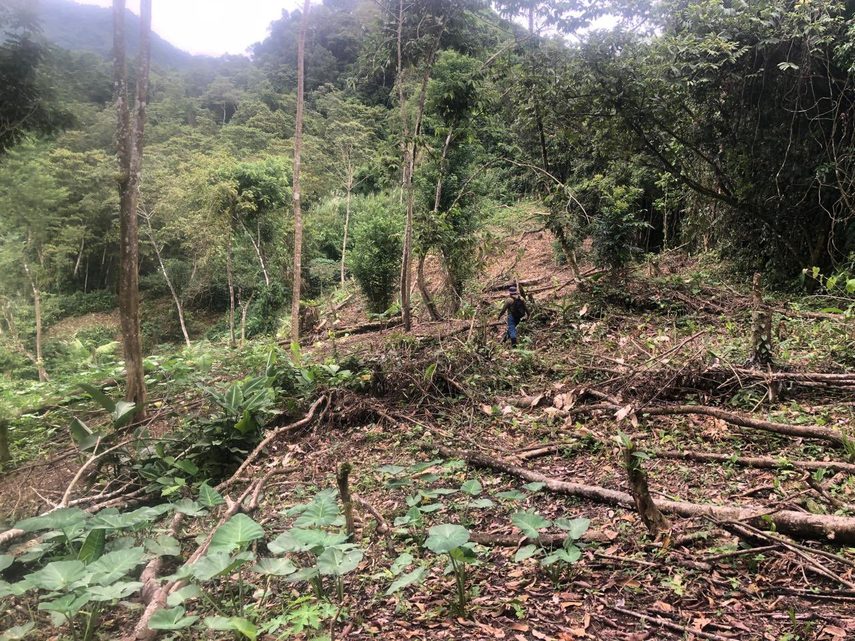 MiAmbiente detecta tala ilegal en el Parque Nacional Chagres.
