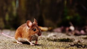 El primer caso de hantavirus fue confirmado por el Minsa el pasado 28 de febrero.