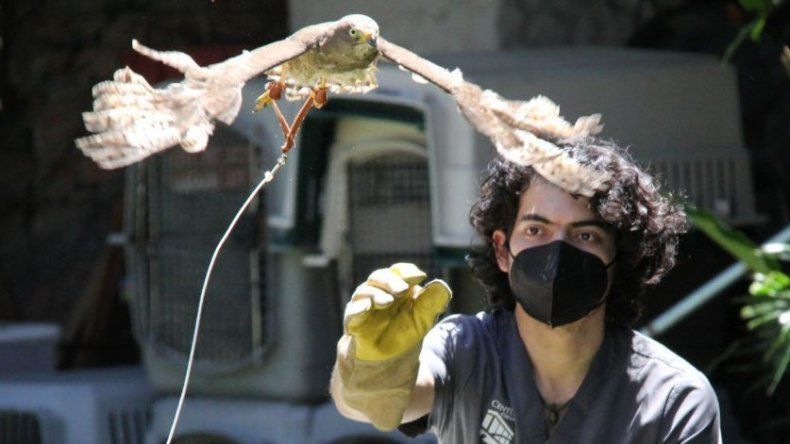 Gavilán vuelve a volar gracias a trasplante de plumas en El Salvador