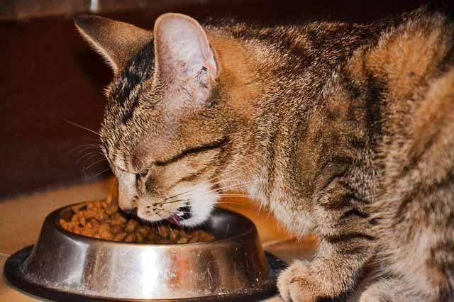 ¿Cuáles son los alimentos prohibidos para gatos?