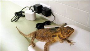 Crean adhesivo más poderoso que patas de lagarto gecónido