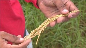 MIDA adquirirá un millón de quintales de arroz para Panamá Solidario MIDA adquirirá un millón de quintales de arroz para Panamá Solidario